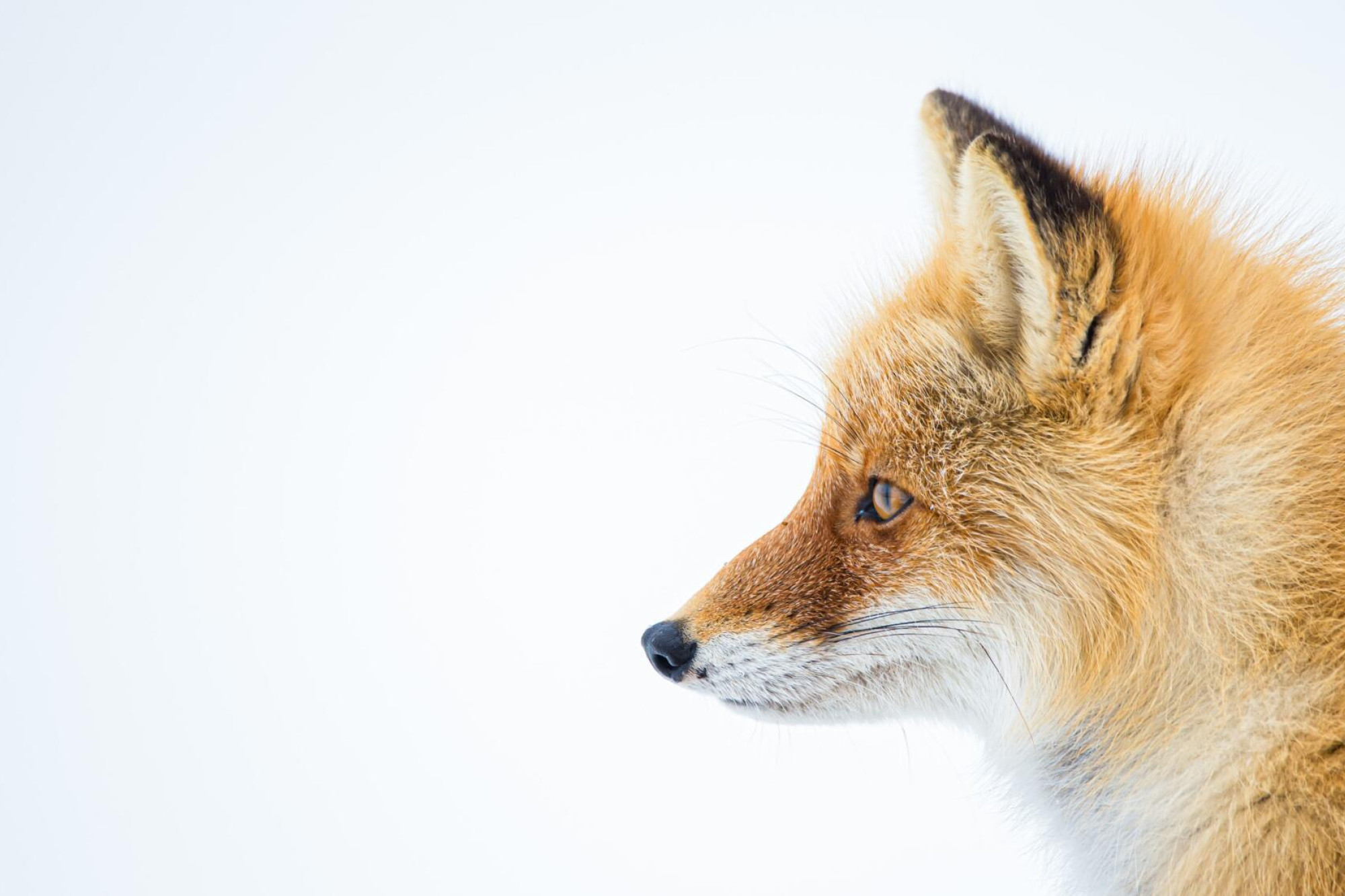 Fox bounty dates - feature photo