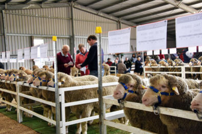 Ram sale prices up - feature photo