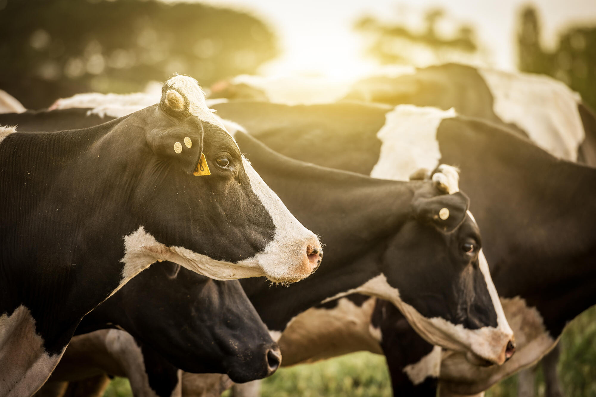 Big highs for cattle - feature photo