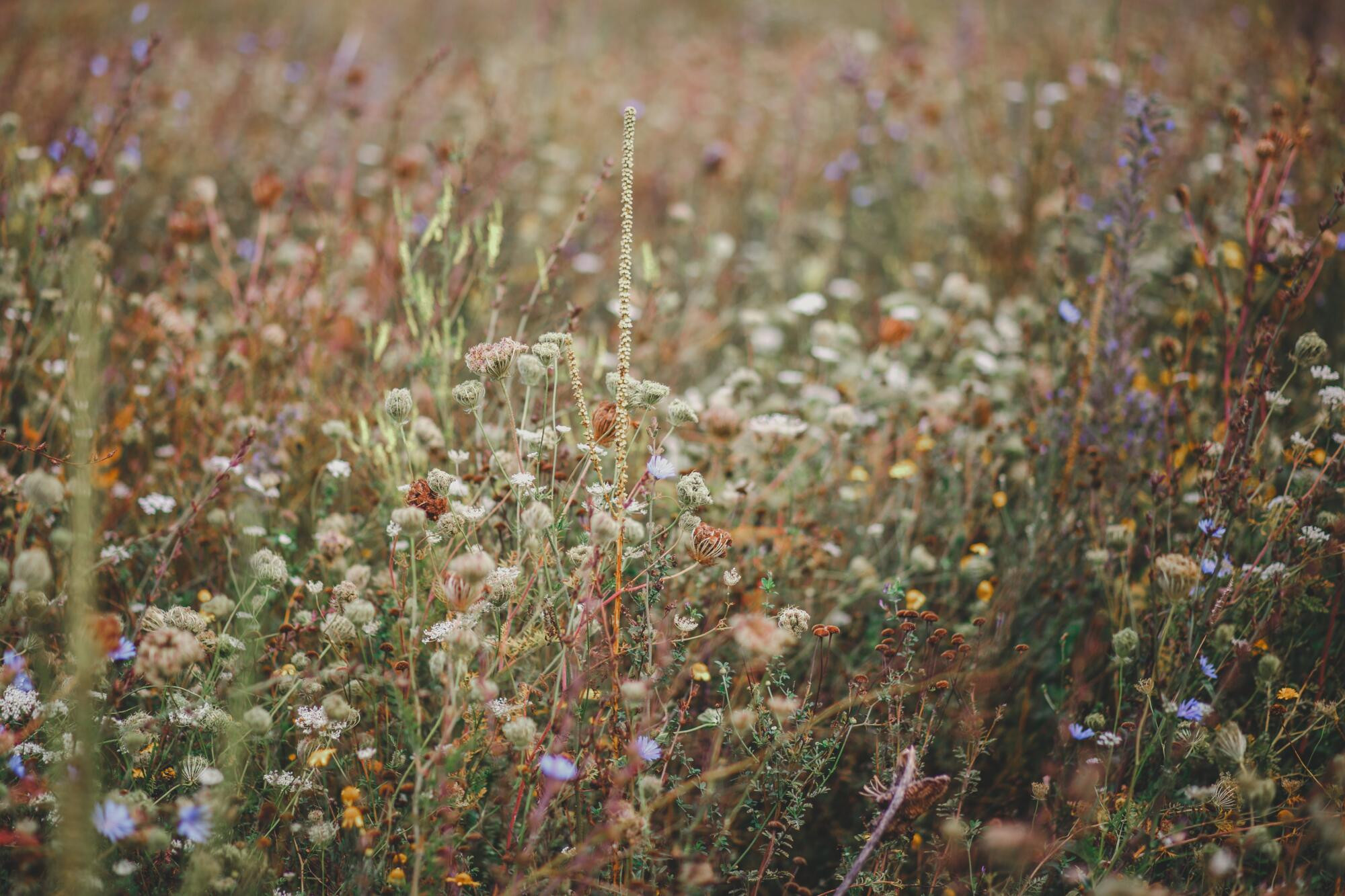 Fire fears with weed growth - feature photo
