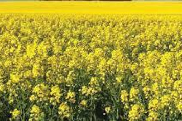 Momentum builds for harvest - feature photo