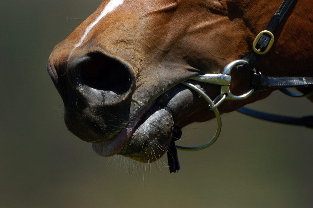 Protest snags crown - feature photo