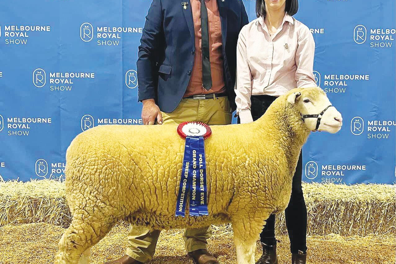 Dorset ribbons ahead of sale - feature photo