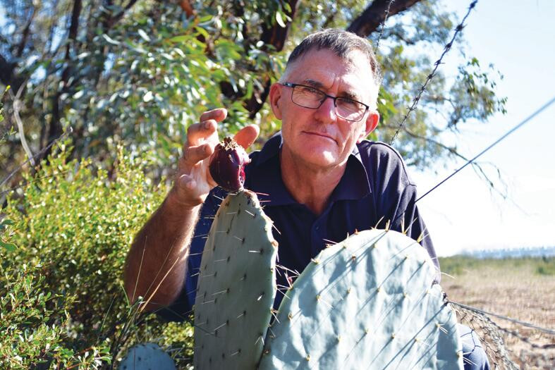 Super cell cactus threat - feature photo