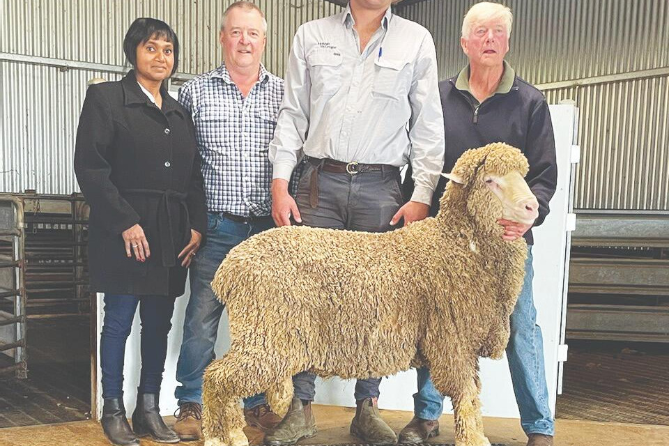 Champion pen tops prices - feature photo