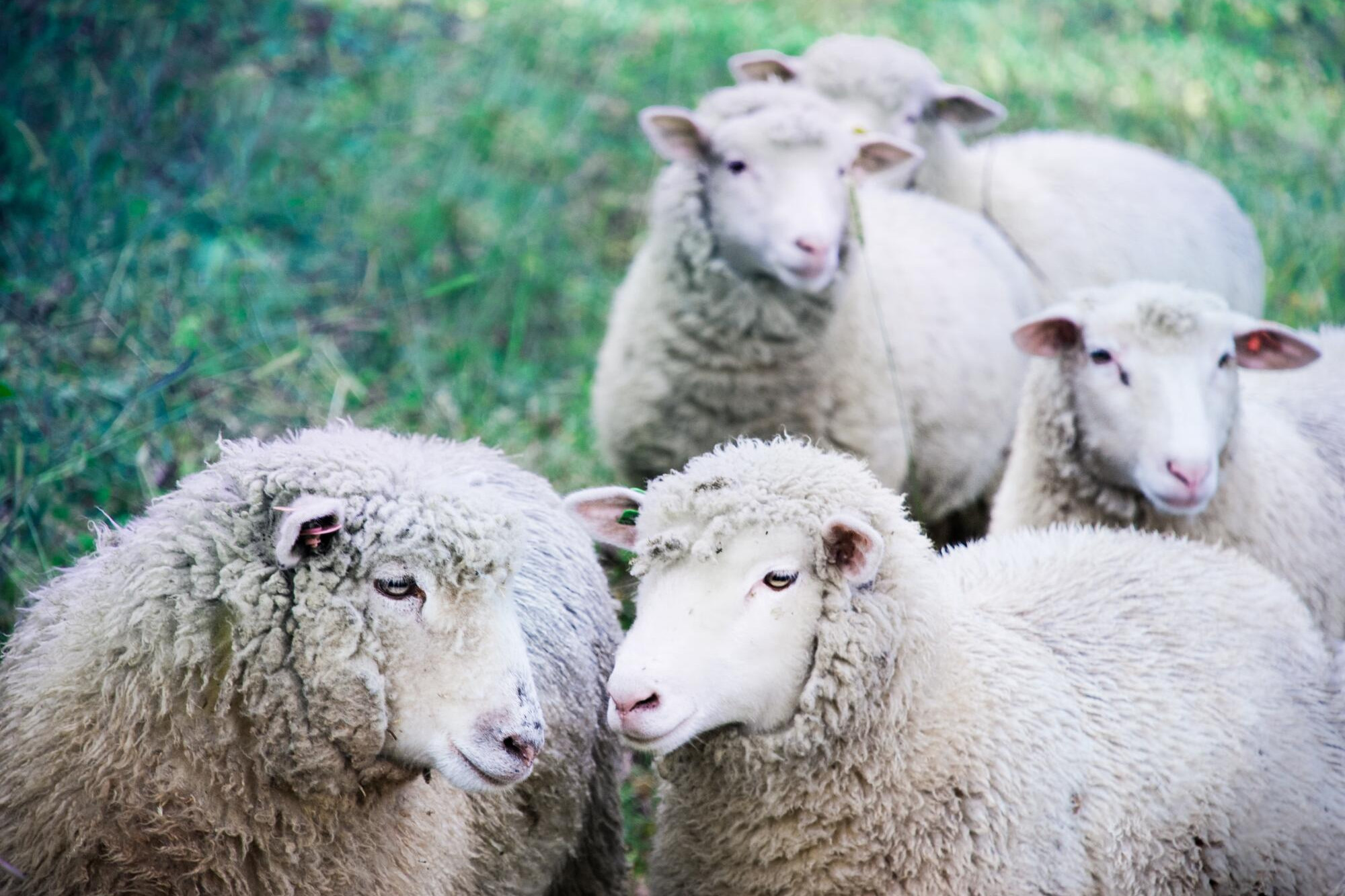 Shearers on stand - feature photo
