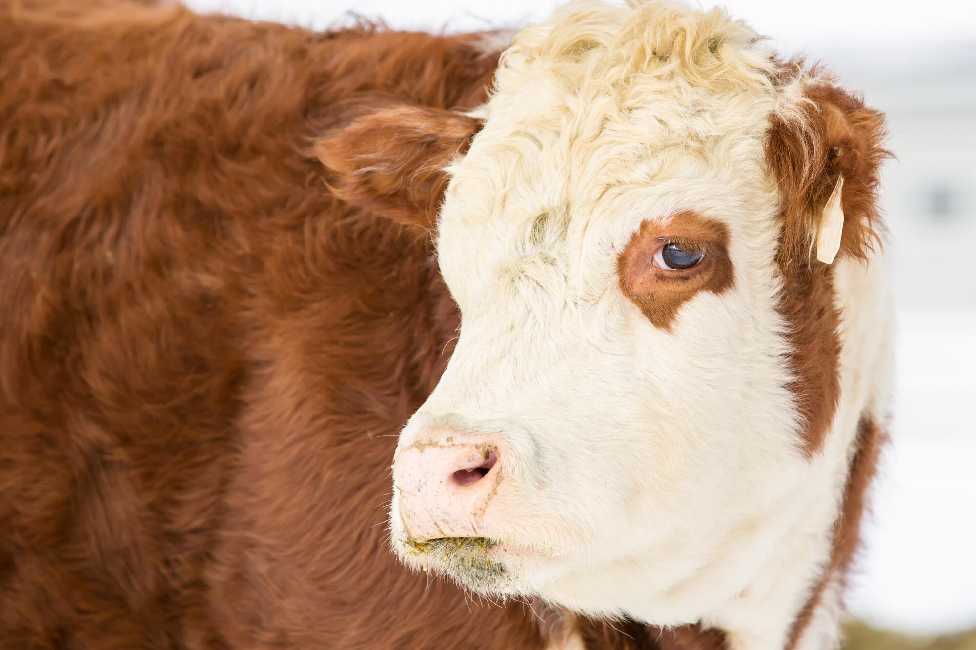 Cattle forecast - feature photo