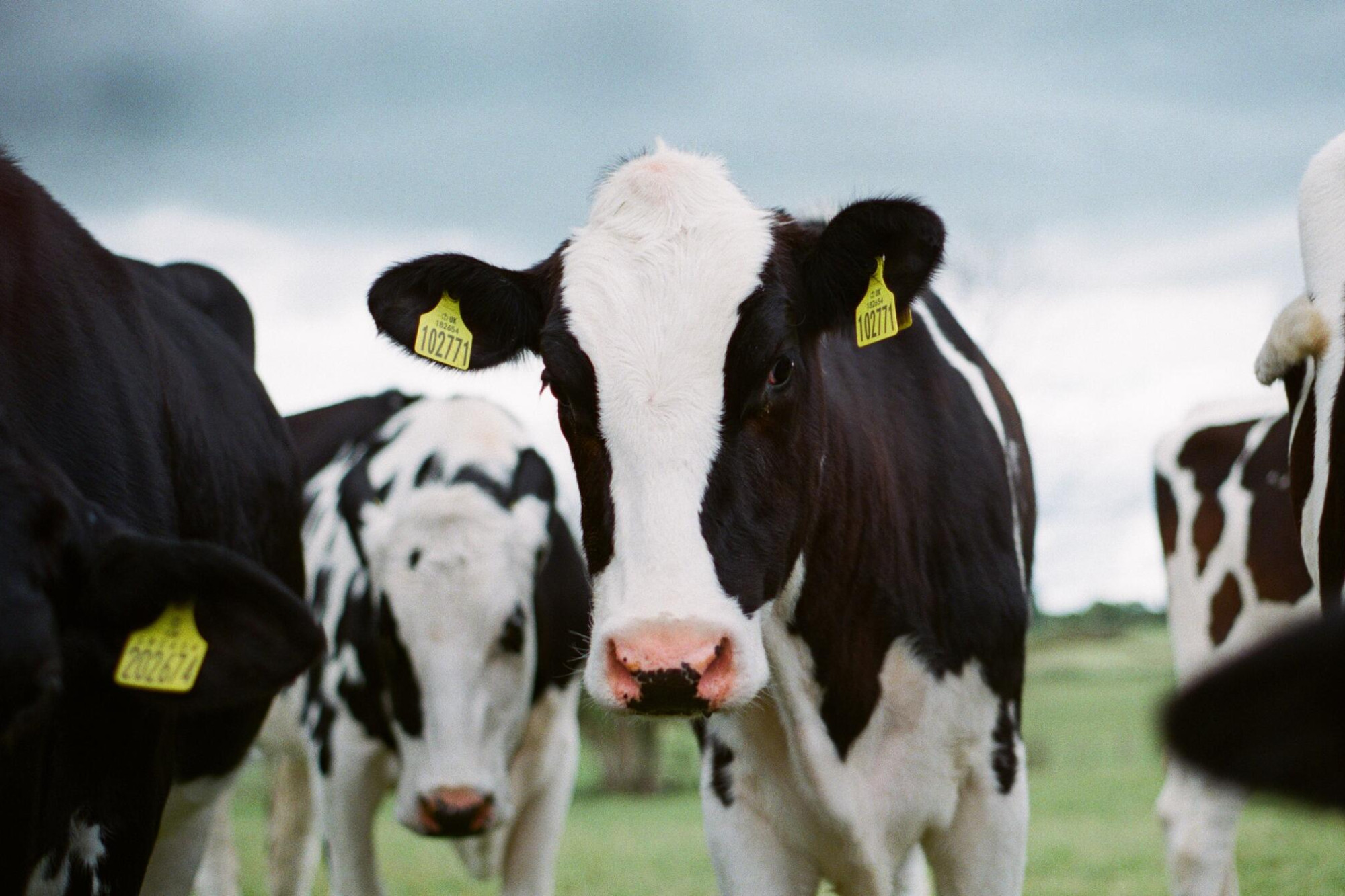 Dairy drives optimism - feature photo