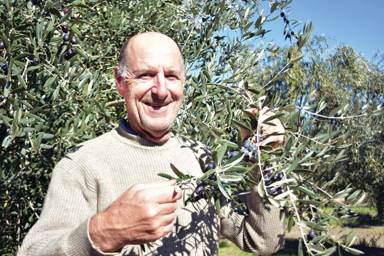Strong yields for oil - feature photo