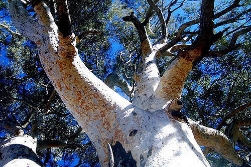Tree probe - feature photo