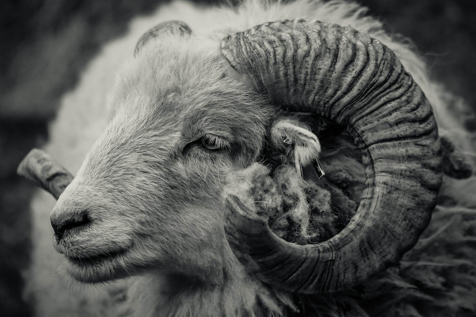 Rams are ready - feature photo