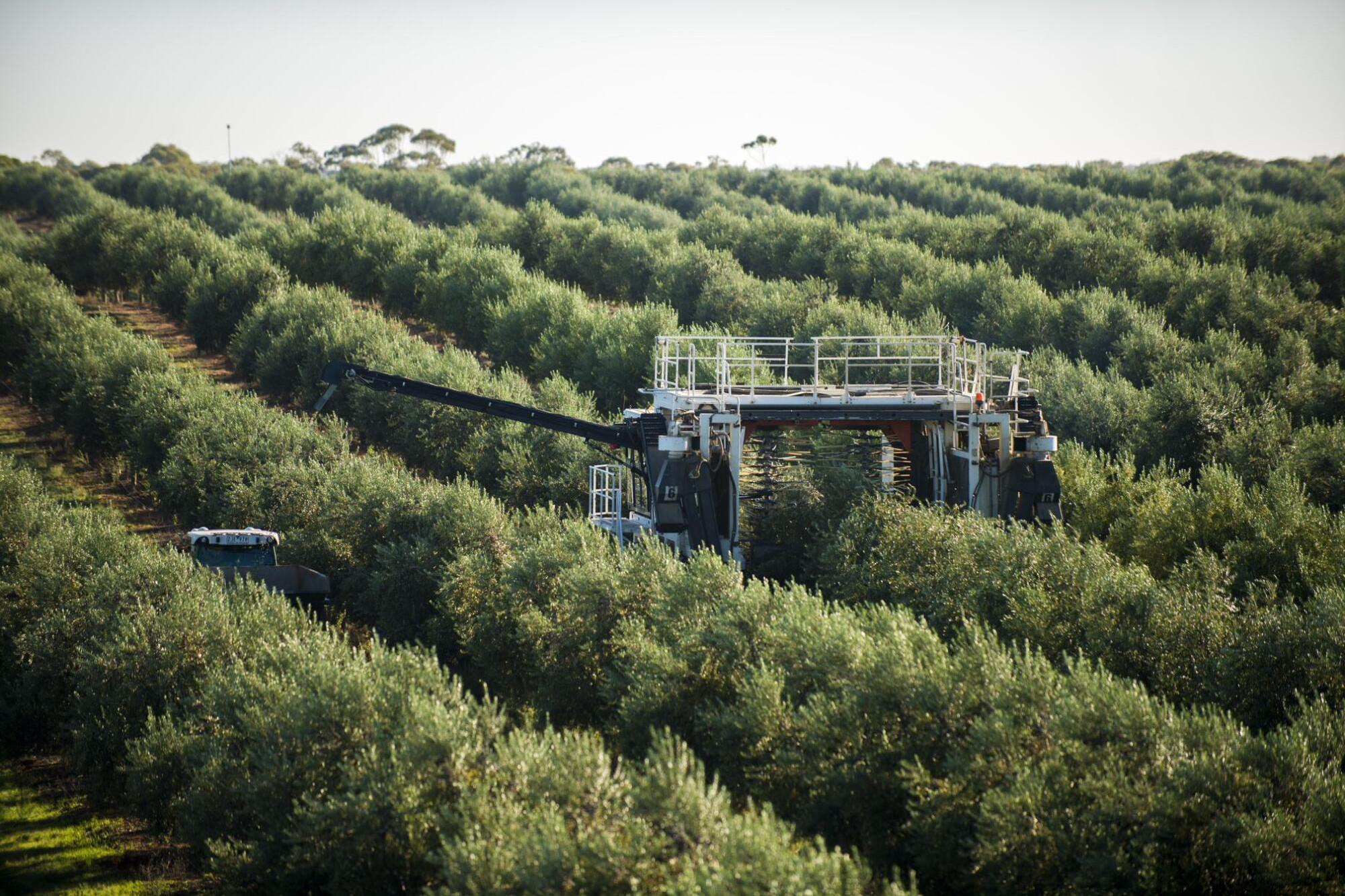 169% jump in olive profits - feature photo
