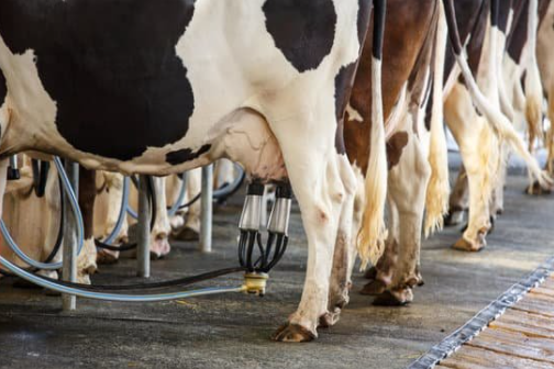Dairies face price drop amid rising costs - feature photo