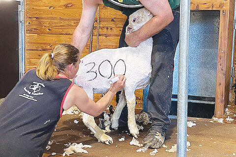 Cameron clips 300 in one day - feature photo
