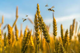 109,000 tonnes received across state in week - feature photo