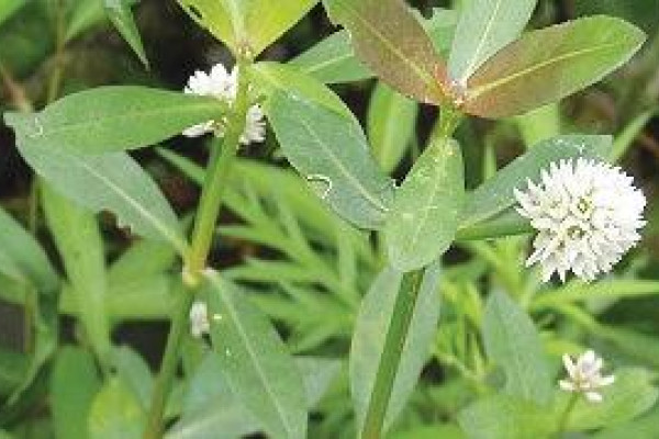 Alligator weed spotted in region - feature photo