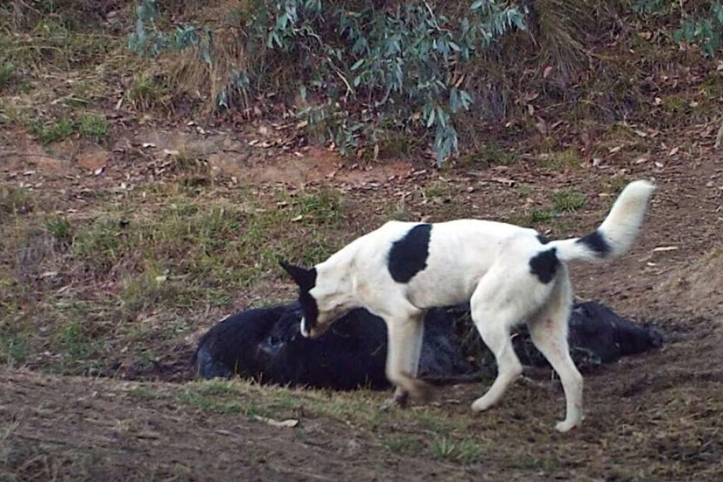 New dog plan just the start, says VFF - feature photo