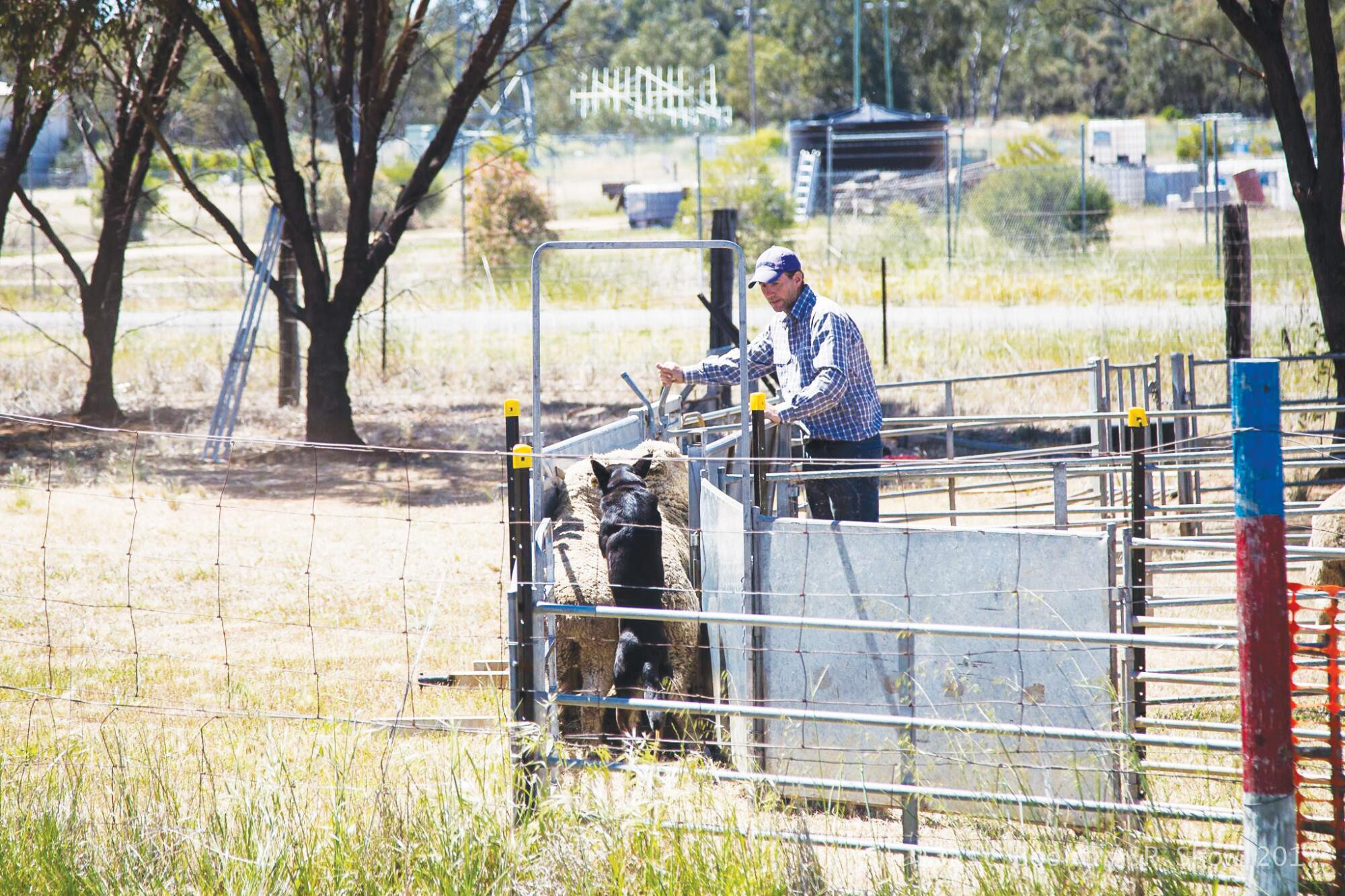 Sheep and shears, horses and dogs - feature photo