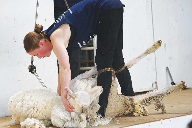 Erin Twigg competes in the shearing events