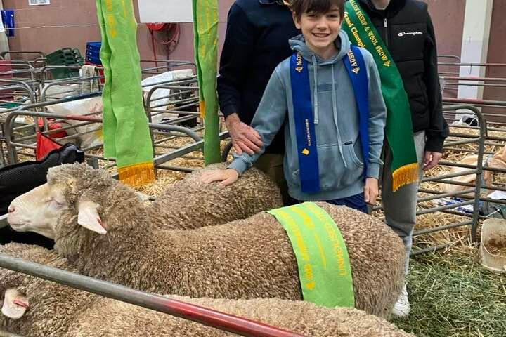 Good wool cut and crimp in flock replacement rams - feature photo