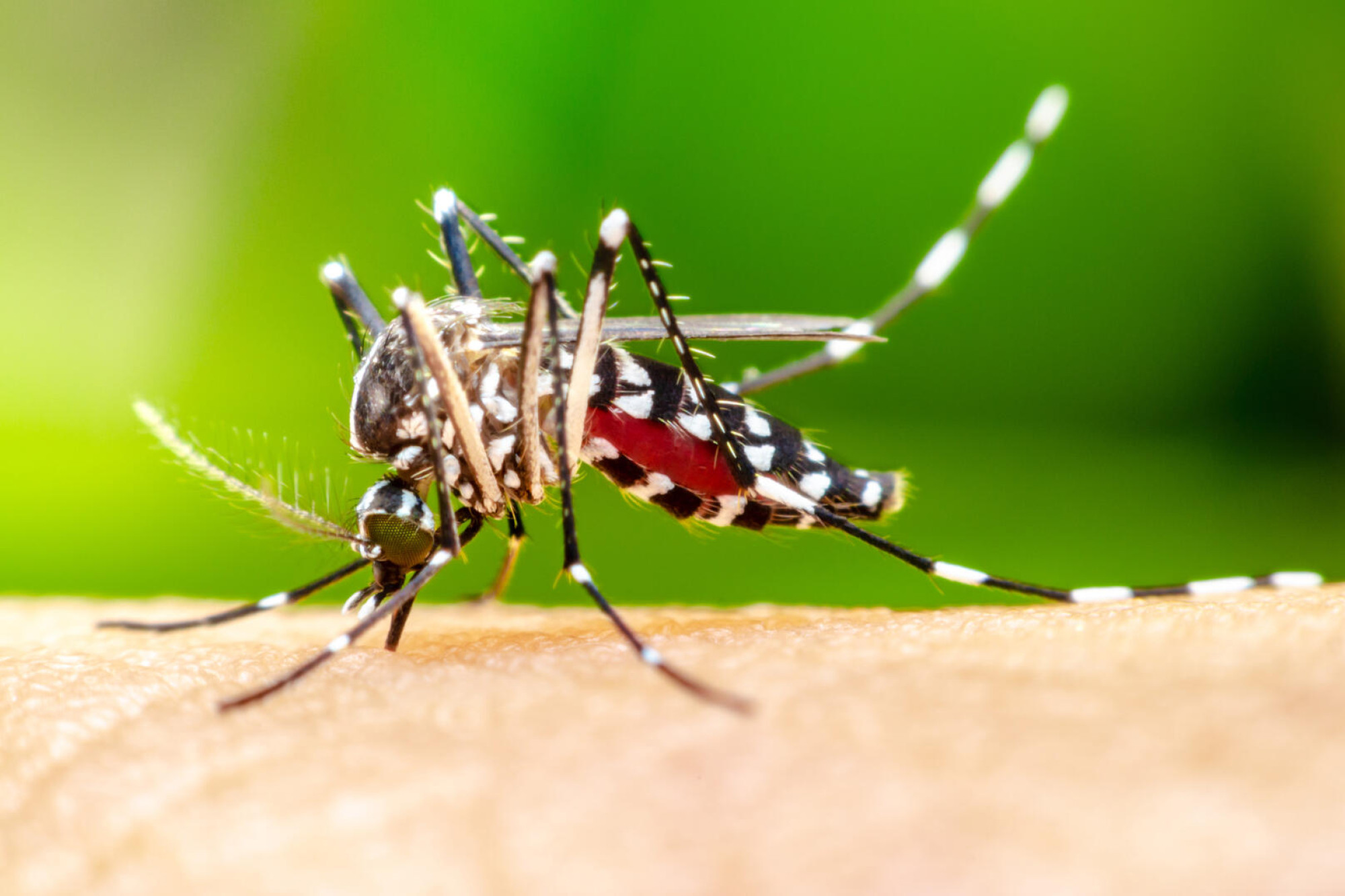 Protect against mosquitoes as weather warms - feature photo
