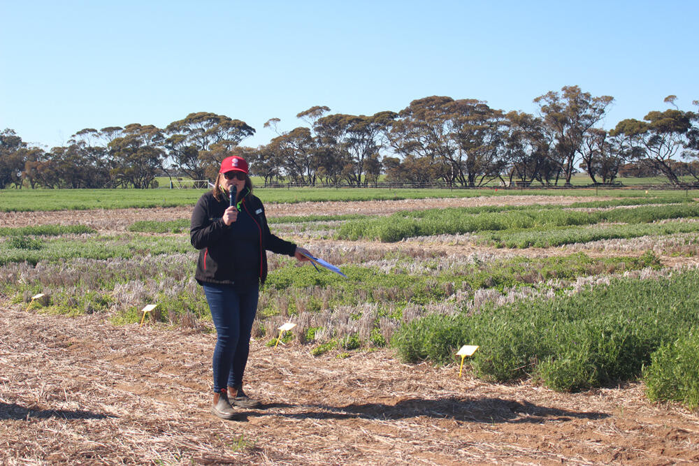 How to produce high yielding, high quality hay that meets market demand - feature photo