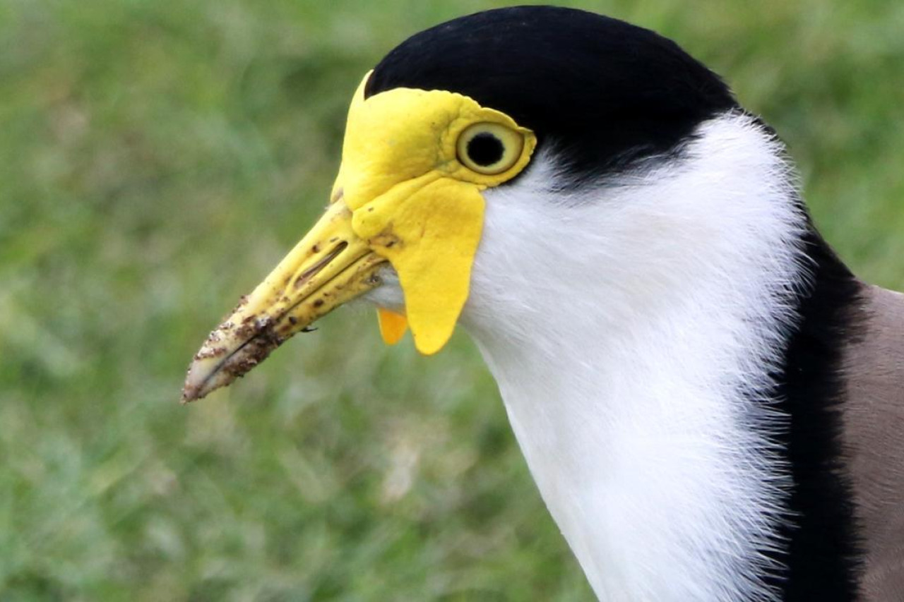 Plovers take up residence at old station - feature photo