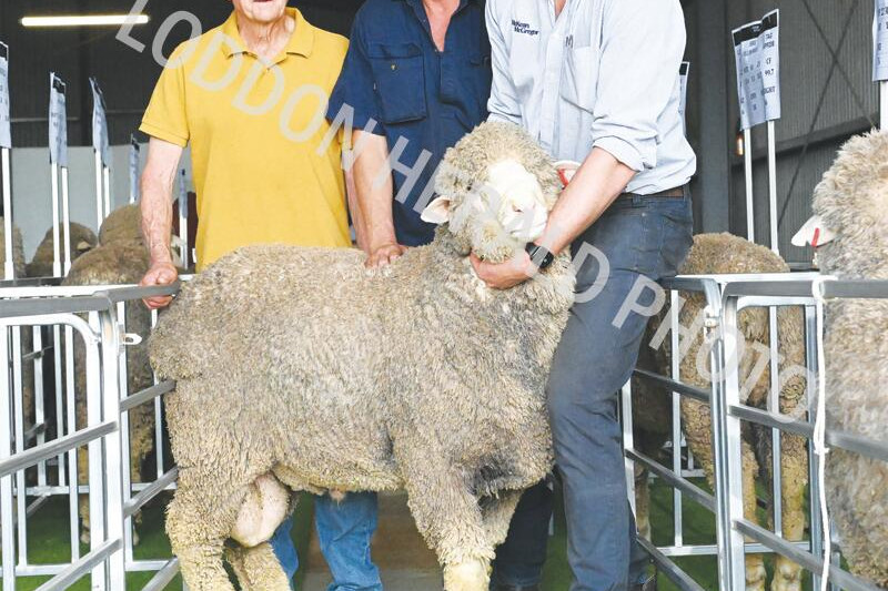 Breeders expanding field with fleece competition - feature photo