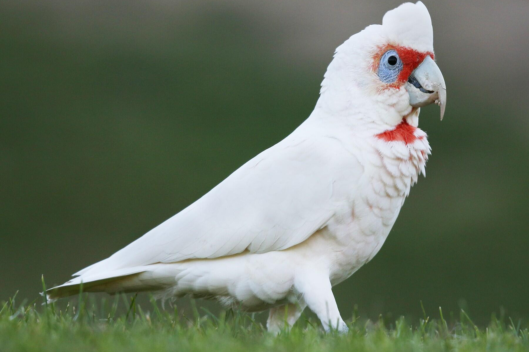 Editorial: Great corella mystery - feature photo