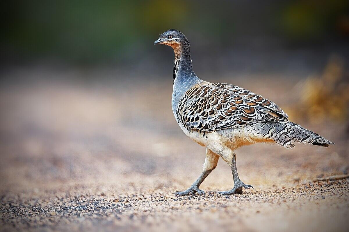 Stocktake time for Malleefowl - feature photo