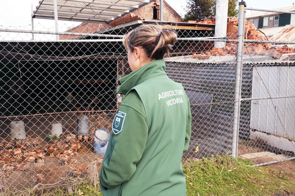 AgVic staff check in chicks - feature photo