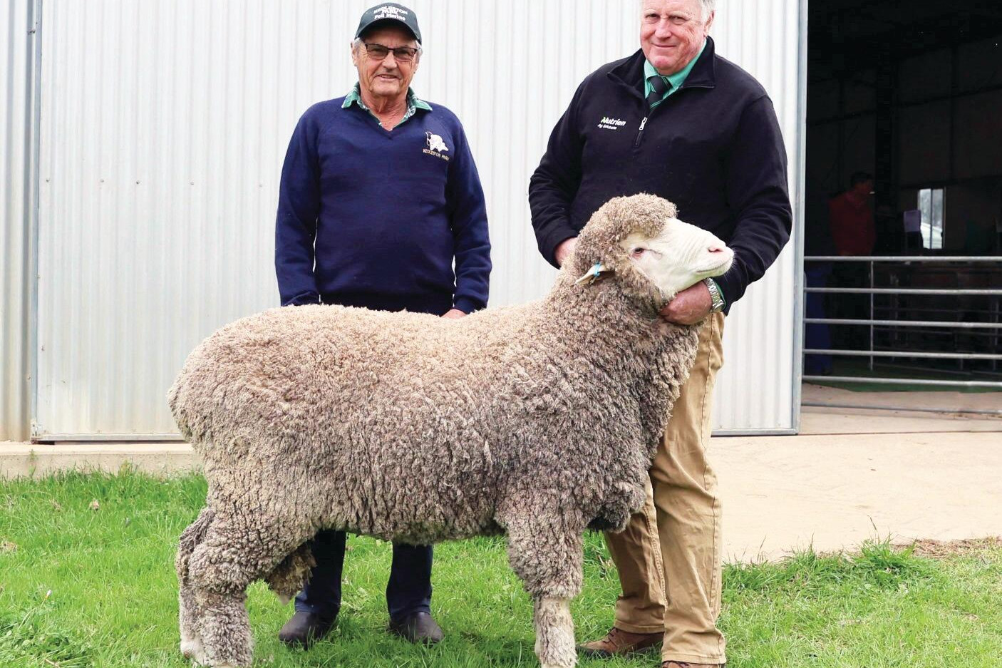 $20,000 star puts glow on day at Merino stud auction - feature photo