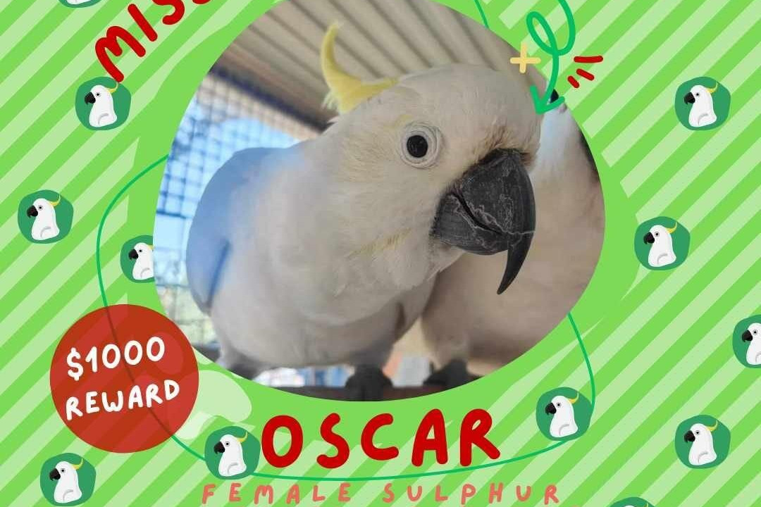 Oscar’s flight leaves Tashara and Cocky feeling anxious - feature photo