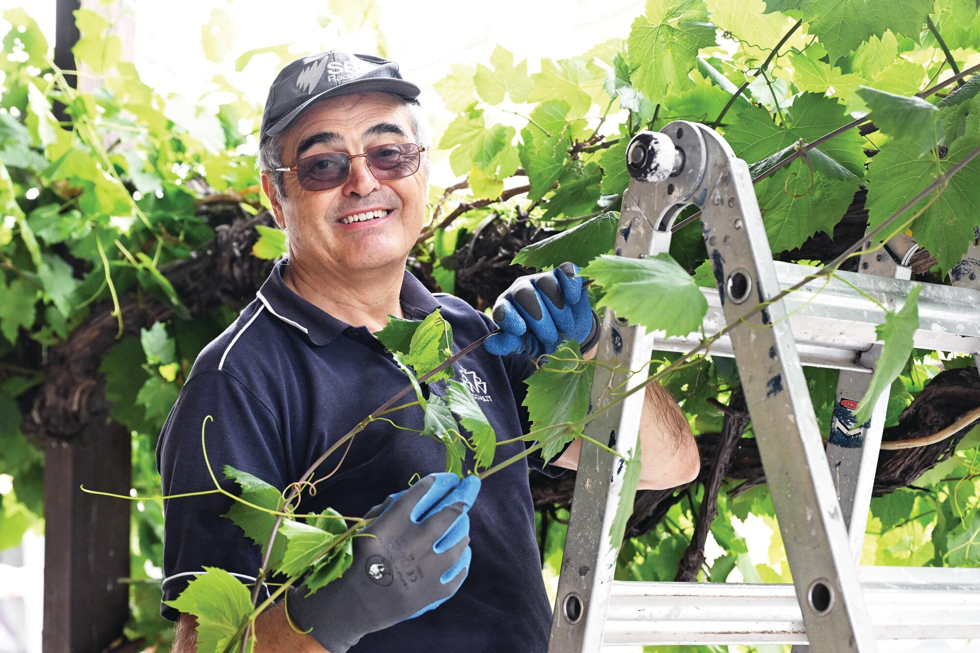 Dry lifts ‘fruity’ grapes - feature photo