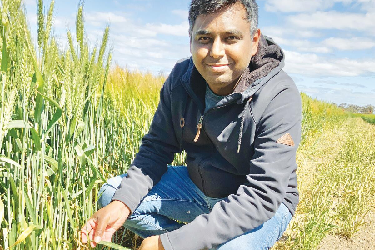 Crop strategies vital this year: researcher - feature photo