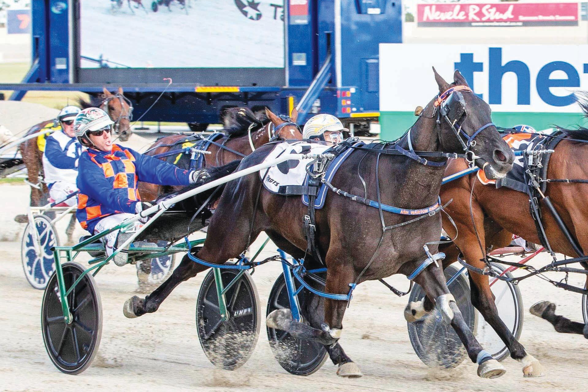 Pacer chasing Tasmania Cup bliss - feature photo