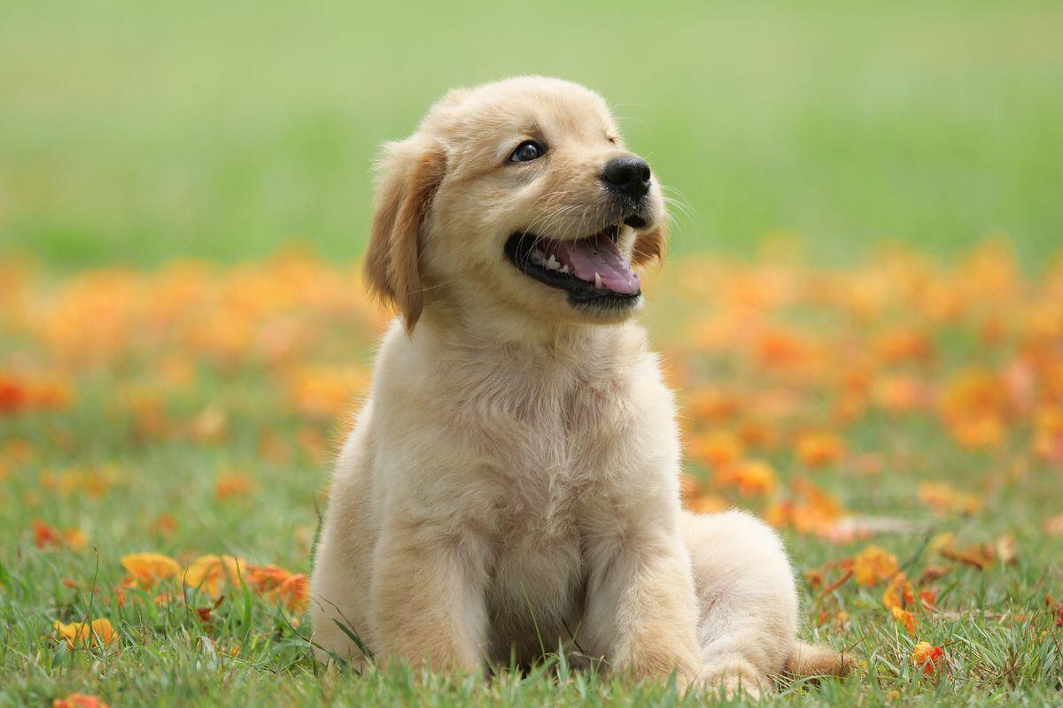 Results from Victoria’s first pet census - feature photo