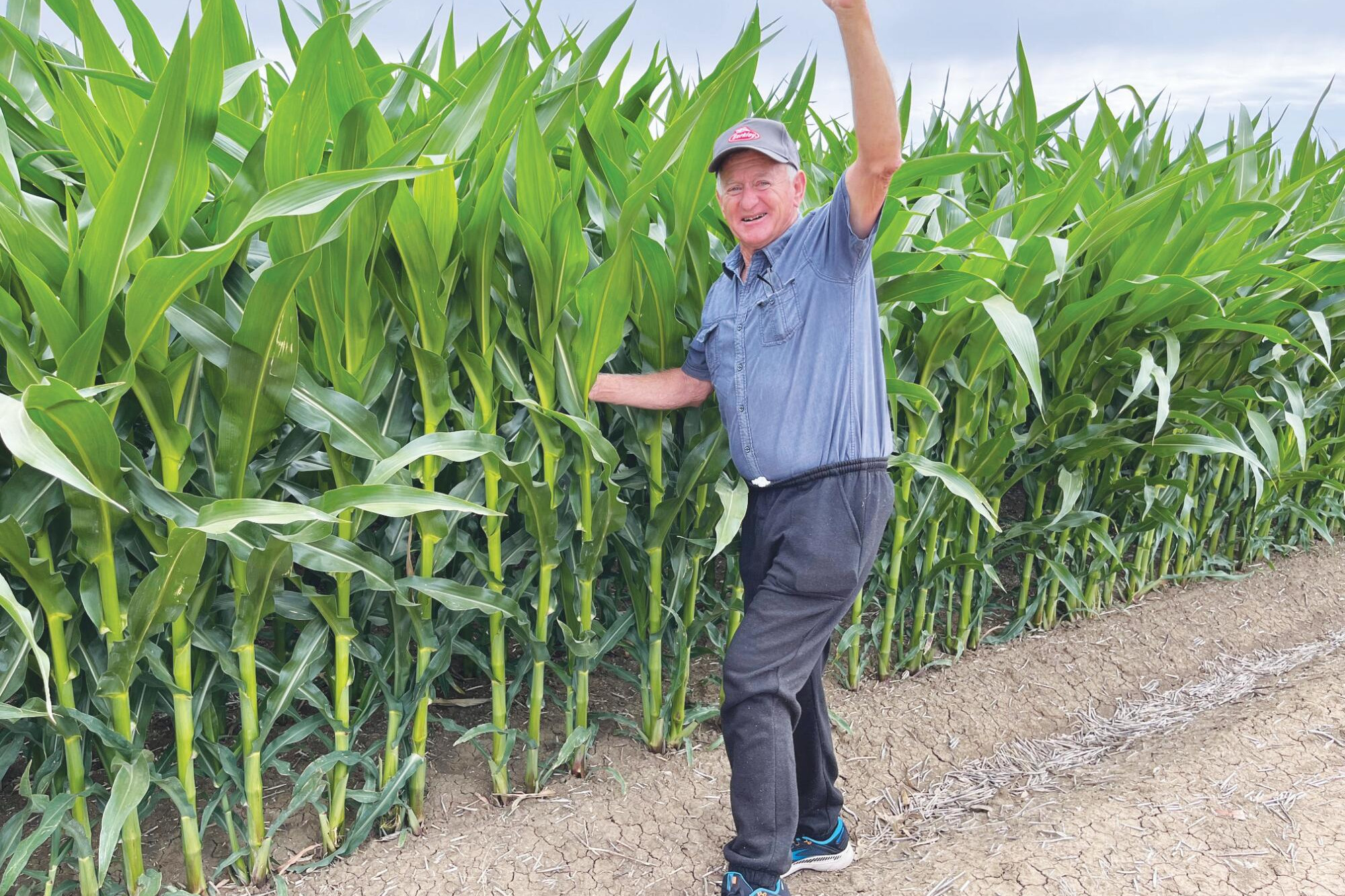 CORN crops across the Boort district are expected to still return good yields this season despite the summer deluge that has had a greater impact on tomatoes and soy beans. Retired farmer Bruce Wagner is pictured revelling in the strength of local corn crops before the Christmas floods that have waterlogged some farms.
