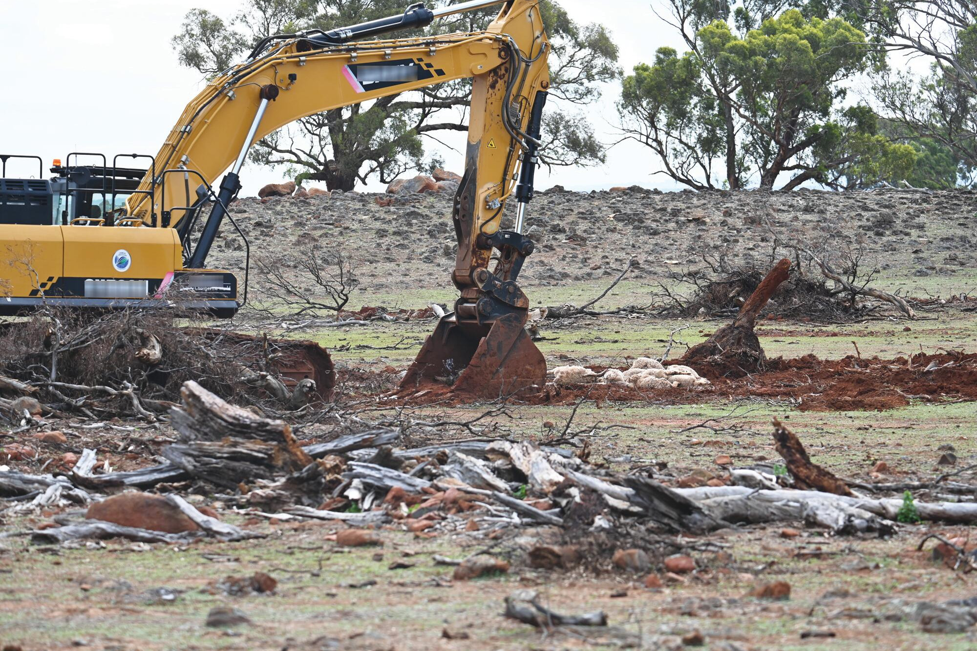 Care and respect expected, says Agriculture Victoria - feature photo