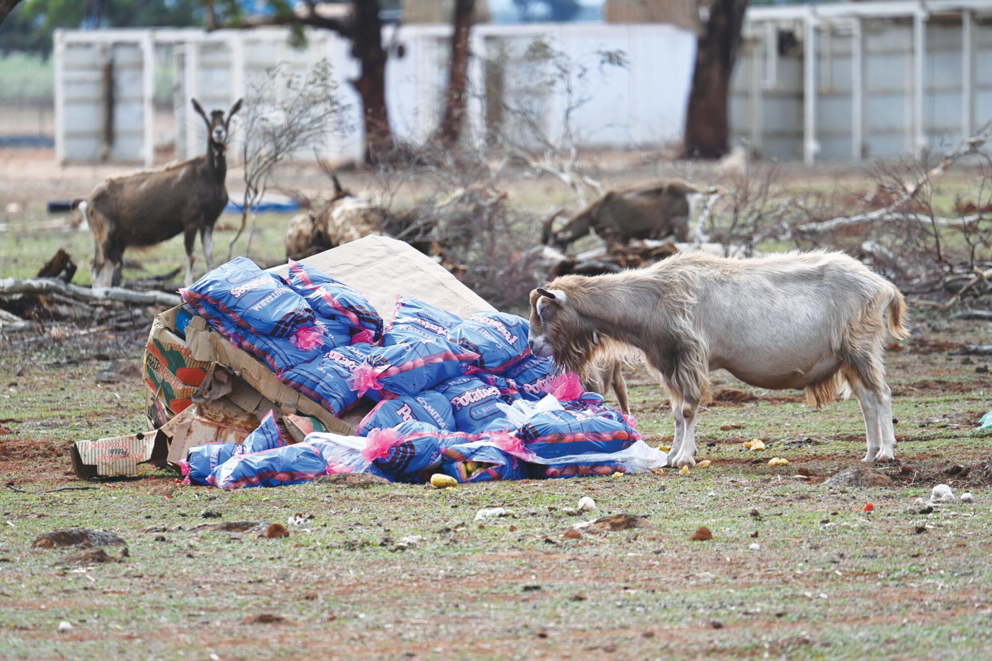 Farm cruelty claim probe continues - feature photo