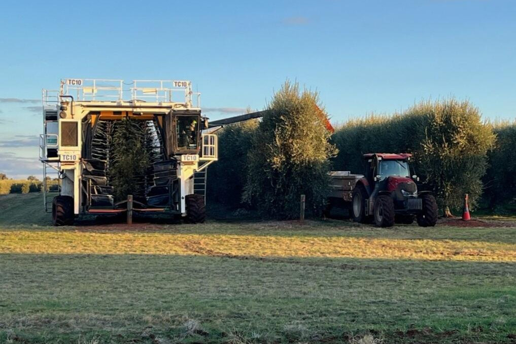 10 million litres come from olive harvest - feature photo