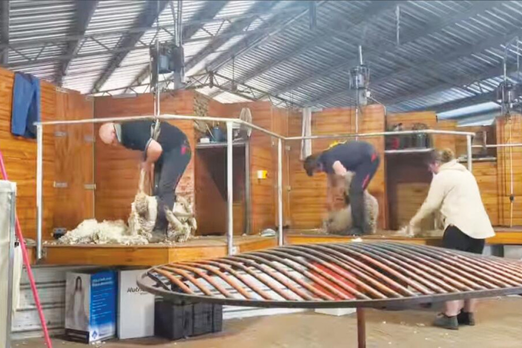 Stud sheep part of first school wether contest - feature photo