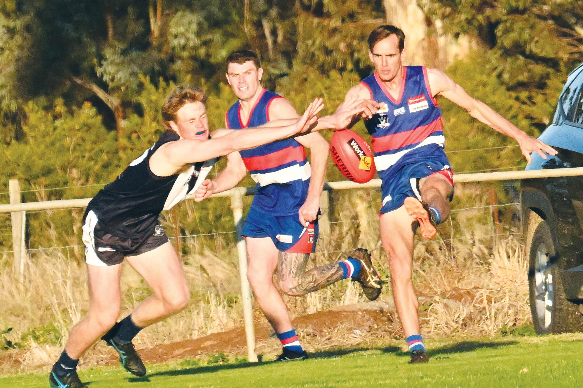 Pies and Dogs on the menu - feature photo
