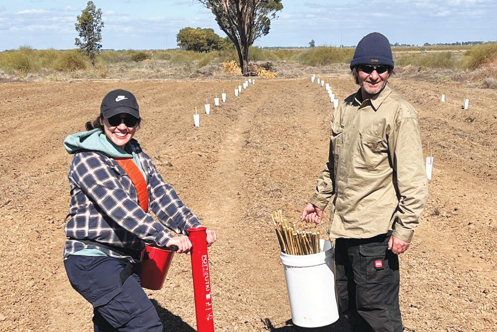16,000 new trees planted in four months - feature photo