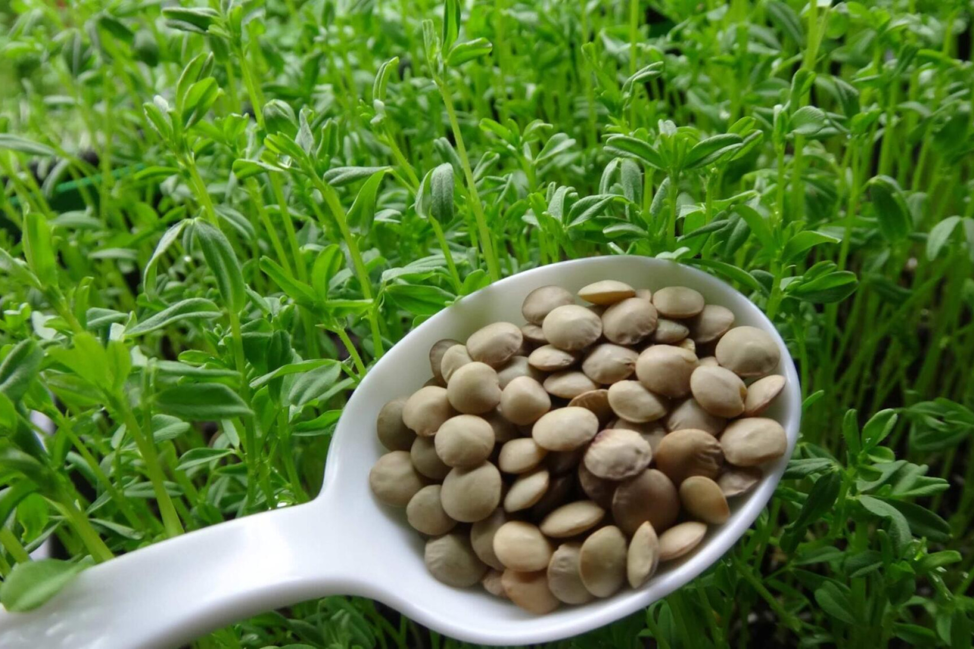 Lentils return top pulse in crop trials at Pyramid Hill - feature photo