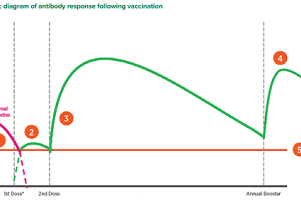 Vaccines play big role - feature photo
