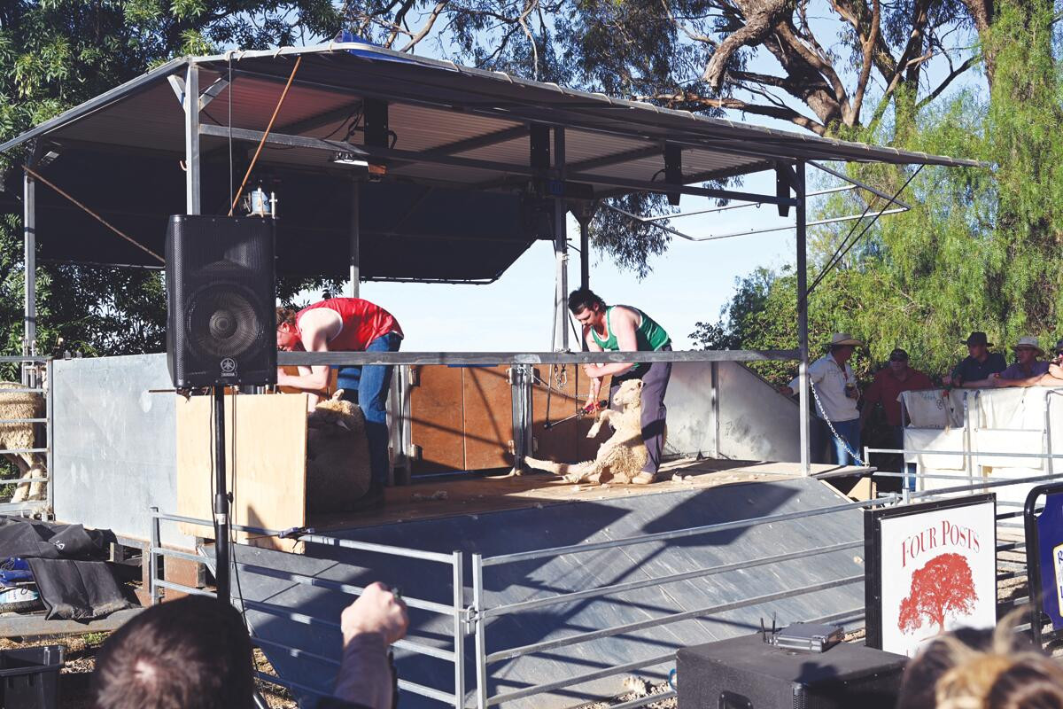 Classy district shearers make a stand - feature photo