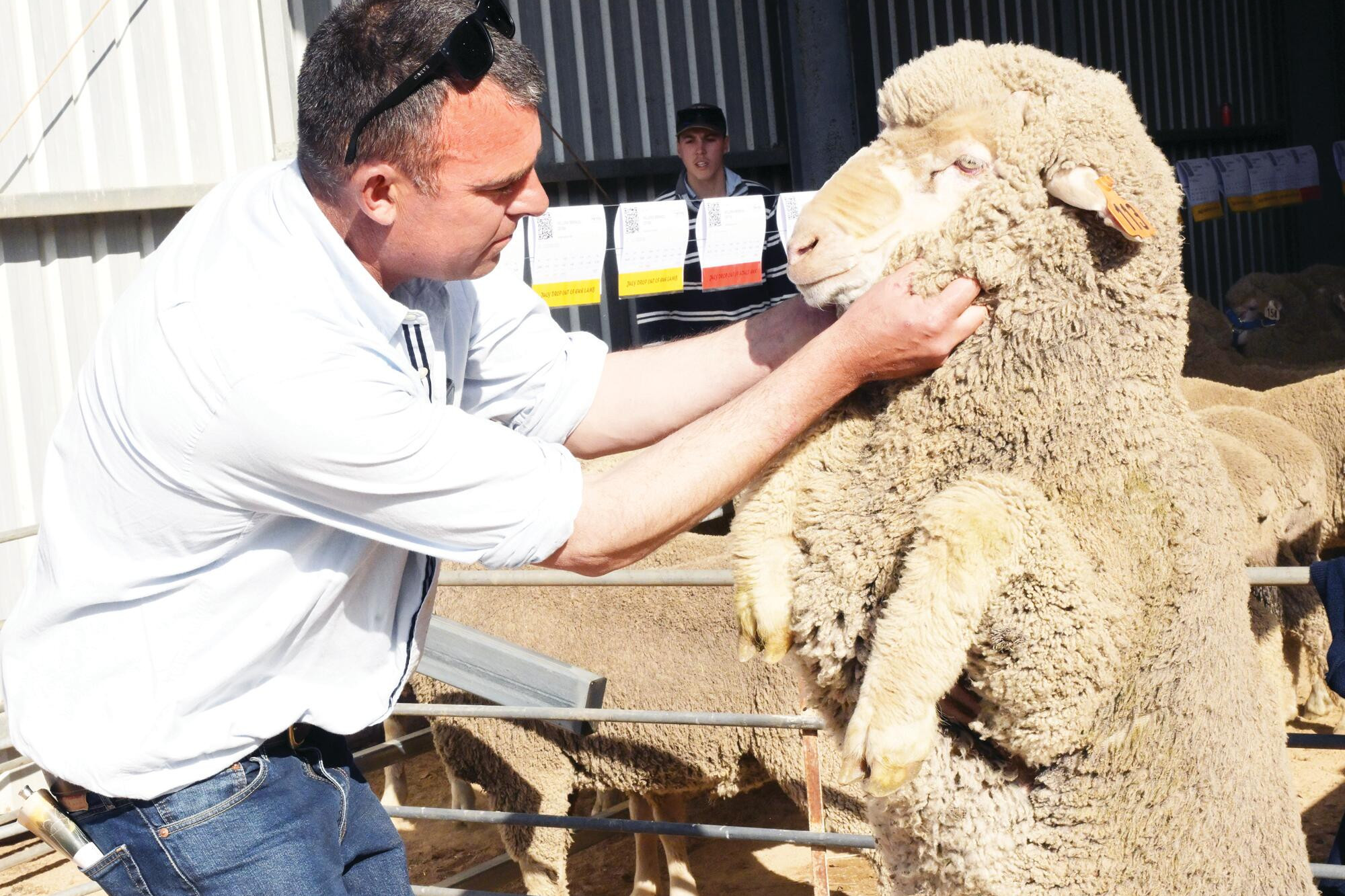 Ram sale season: Crows in Willera genetic swoop - feature photo
