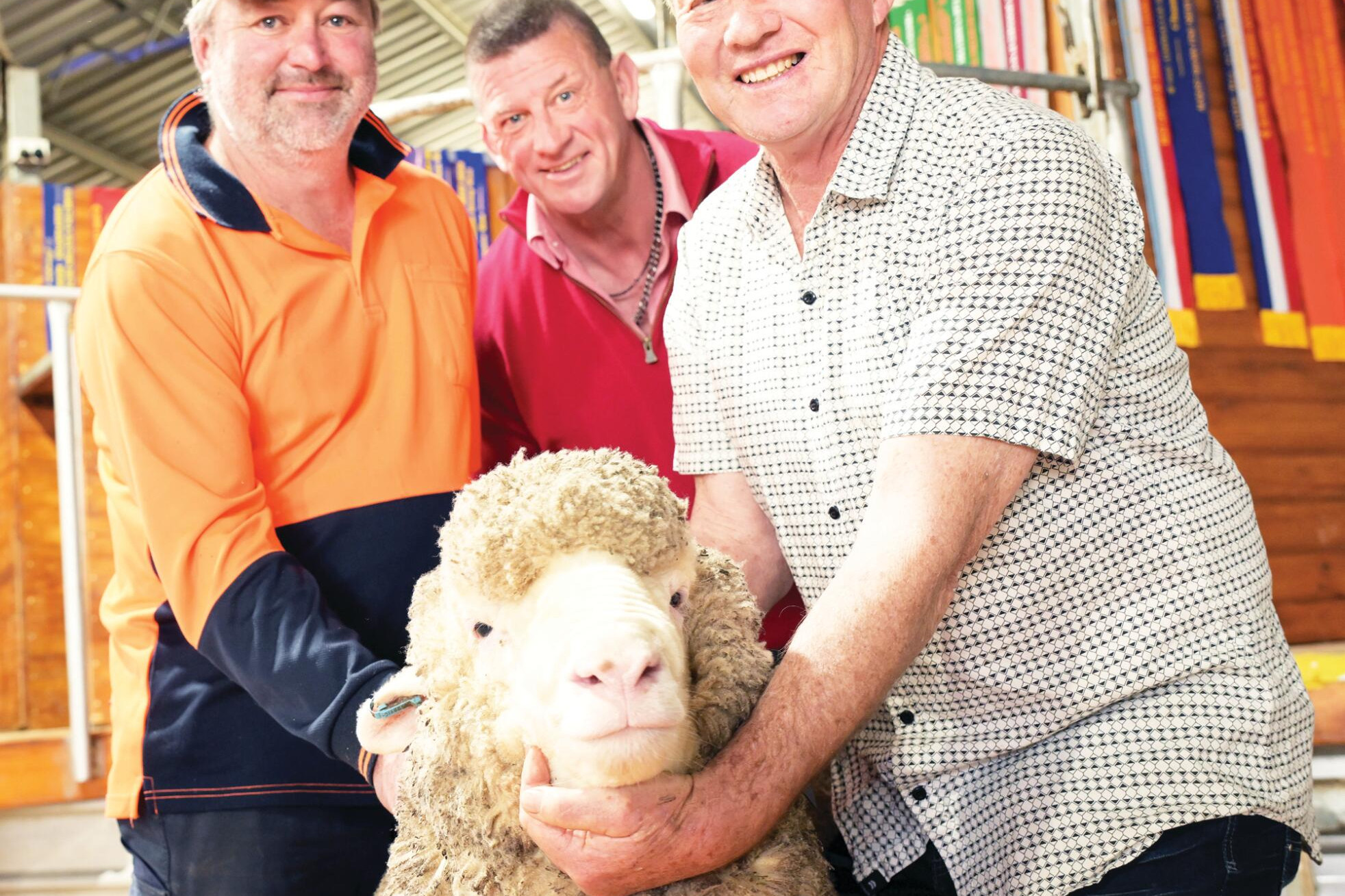 More buyers bid at ram auction - feature photo