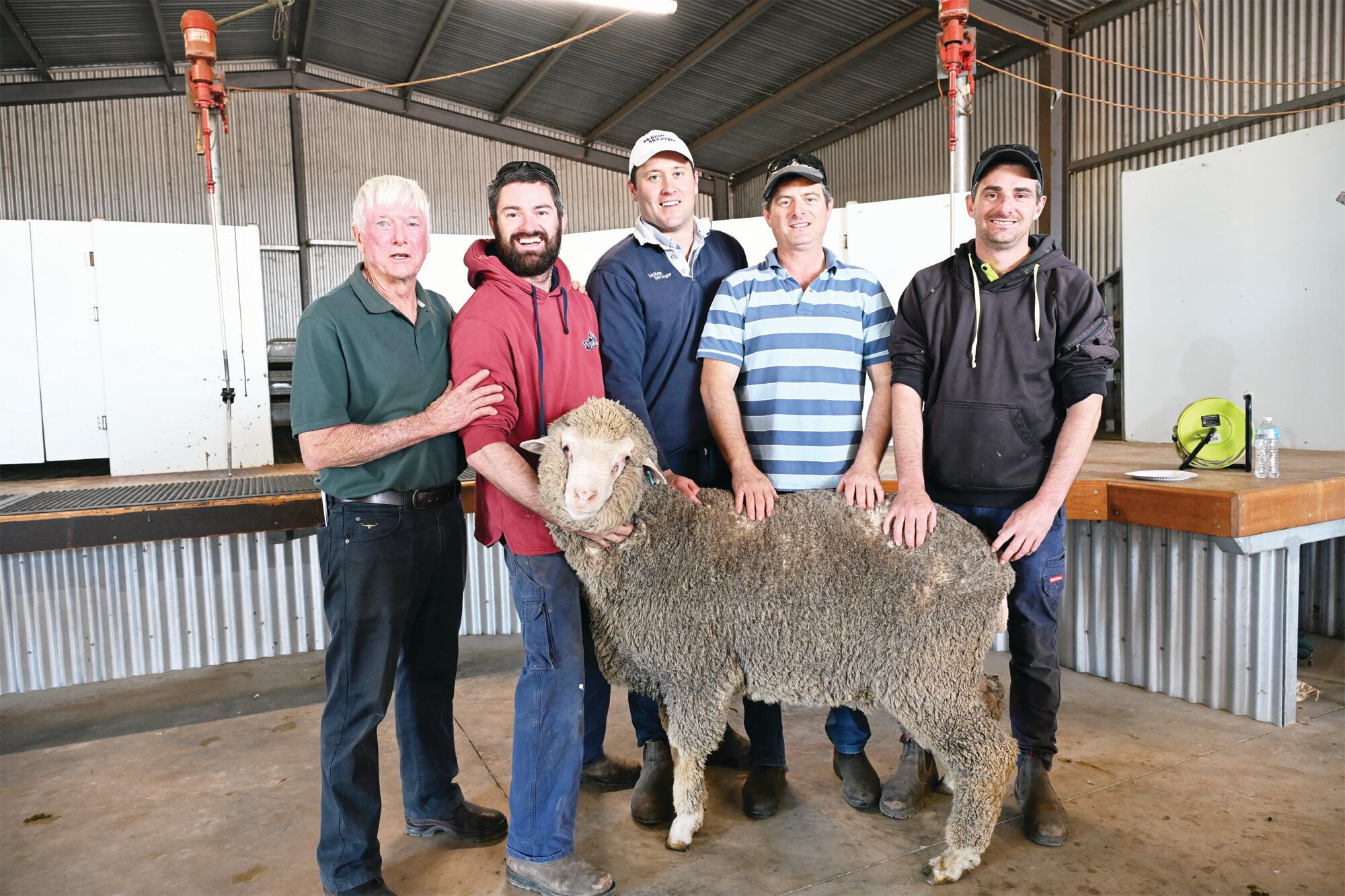 Strong finish to local ram sale season - feature photo